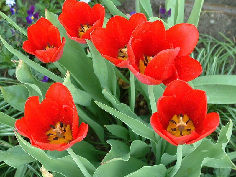 Tulipa Kingsblood (5 Stk.)