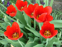 Tulipa Kingsblood (5 Stk.)