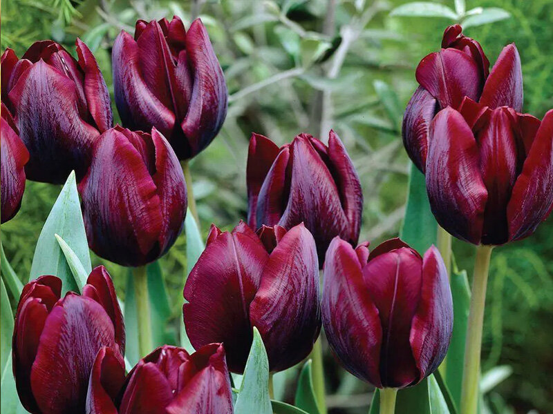 Tulipa Ronaldo (5 Stk.)