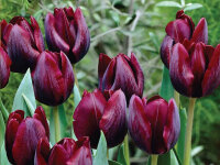 Tulipa Ronaldo (5 Stk.)