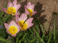 Tulipa saxatilis Lilac Wonder (10 Stk.)