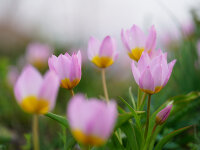 Tulipa saxatilis Lilac Wonder (10 Stk.)