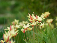 Tulipa clusiana Cyntia (10 Stk.)