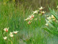 Tulipa clusiana Cyntia (10 Stk.)