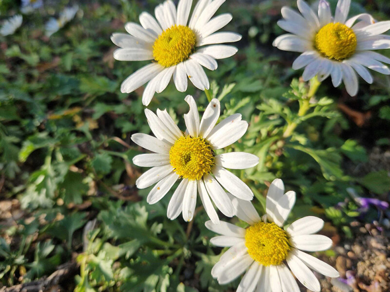 Chrysanthemum weyrichii White Bomb