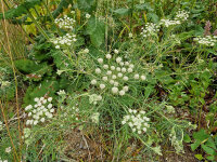 Seseli rigidum