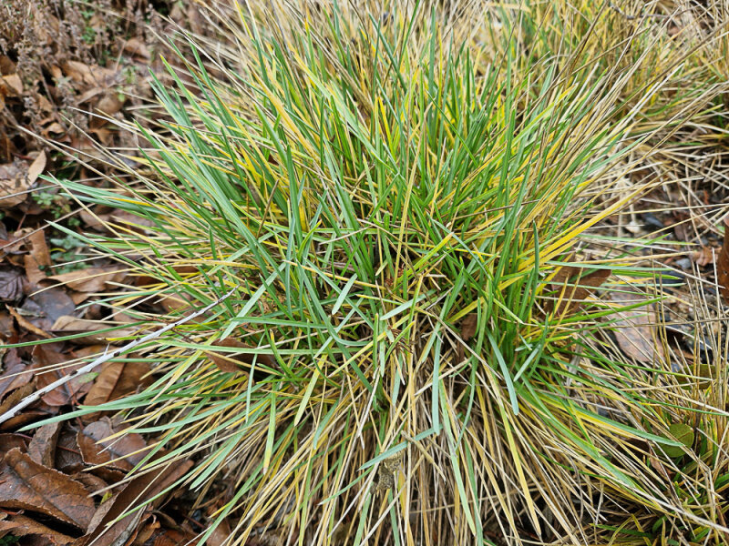 Sesleria latifolia (l.n.Mt.Nemërçkë 2021)