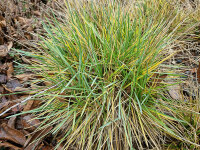 Sesleria latifolia (l.n.Mt.Nemërçkë 2021)