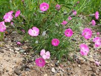 Dianthus sylvestris Mt Nemërçkë