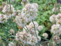 Allium suaveolens (l.n.Esztergom, Hungary 2021)