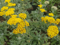 Achillea chrysocoma Neshtë