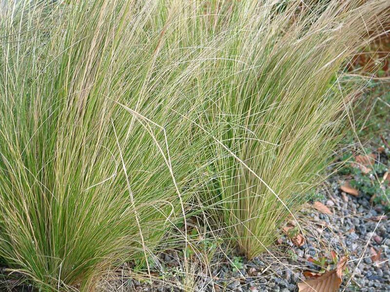 Nasella (Stipa) tenuissima Chisos