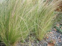 Nasella (Stipa) tenuissima Chisos
