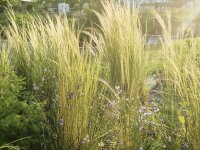 Nasella (Stipa) tenuissima Chisos