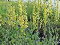 Verbascum pulverulentum