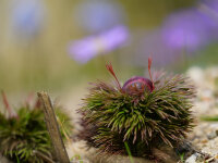 Paeonia tenuifolia