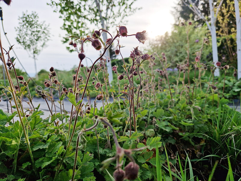Geum rivale