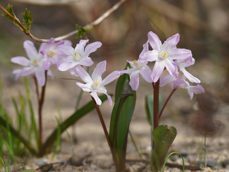 Chionodoxa forbesii Pink Giant  (10 Stk.)