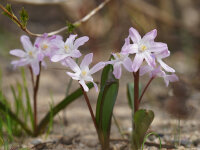 Chionodoxa forbesii Pink Giant  (10 Stk.)