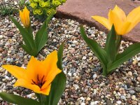 Tulipa praestans Shogun ® (10 Stk.)