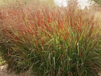 Panicum virgatum Shenandoah