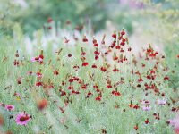 Ratibida columnifera Red Midget
