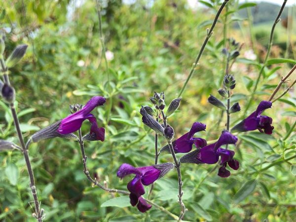 Salvia x jamensis Nachtvlinder