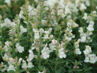 Antirrhinum molle