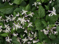 Clematis x youngiana Praecox P1