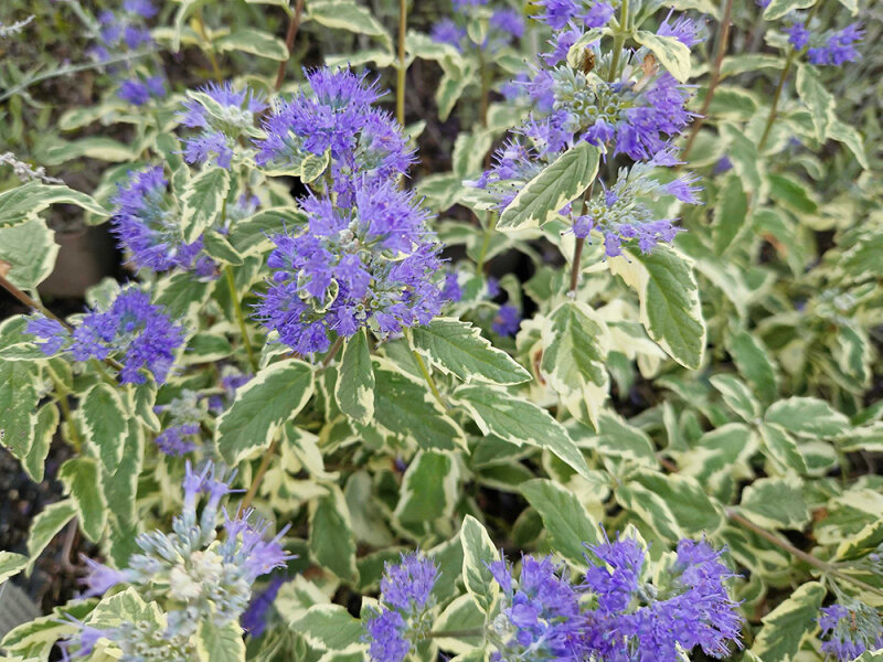 Caryopteris (Tripora) divaricata White Surprise