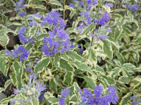 Caryopteris (Tripora) divaricata White Surprise