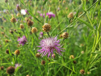 Centaurea jacea ssp.angustifolia (pannonica)
