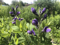 Baptisia Decadence ® Blueberry Sundae