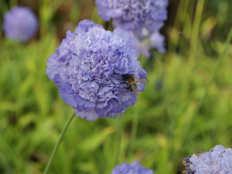 Scabiosa caucasica Gudrun P1