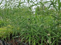 Polygonatum verticillatum