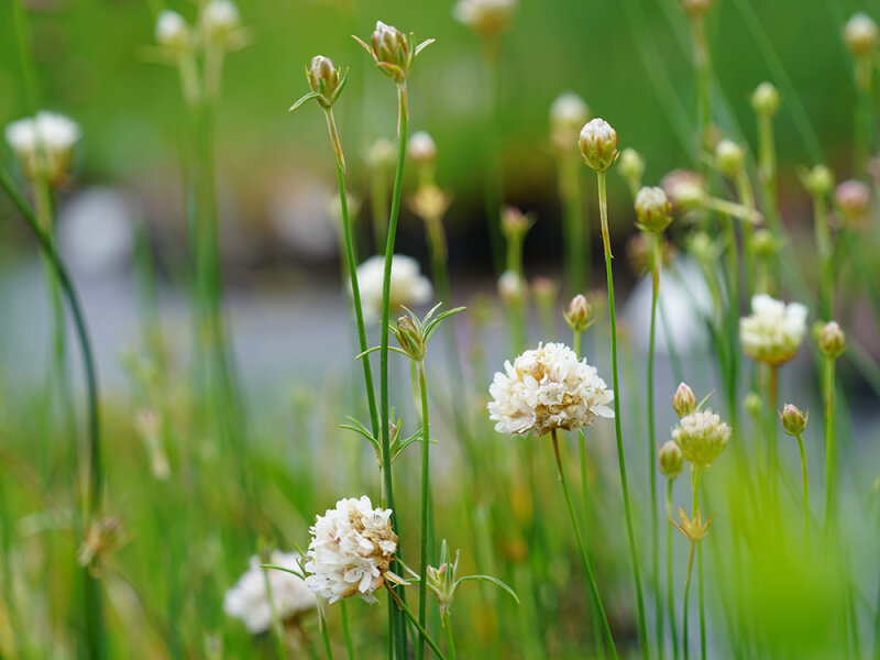 Armeria canescens (l.n. N-Macedonia, Prisad)