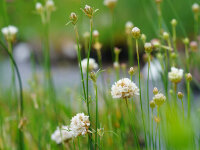 Armeria canescens (l.n. N-Macedonia, Prisad)