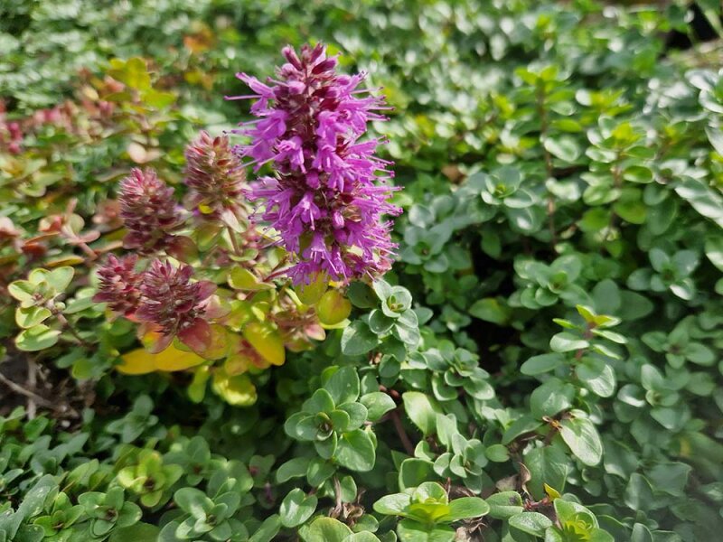 Thymus comosus c.f. (l.n. Rumänien, Cerna Valley)