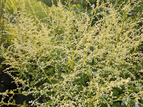 Artemisia lactiflora Jim Russell P1