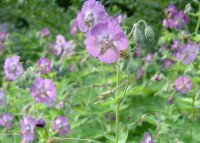 Geranium phaeum Lily Lovell