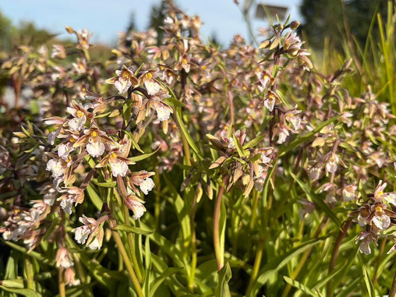 Epipactis palustris