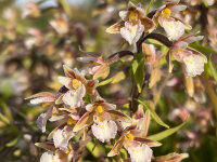 Epipactis palustris