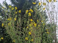 Helianthus salicifolius var. orgyalis P1