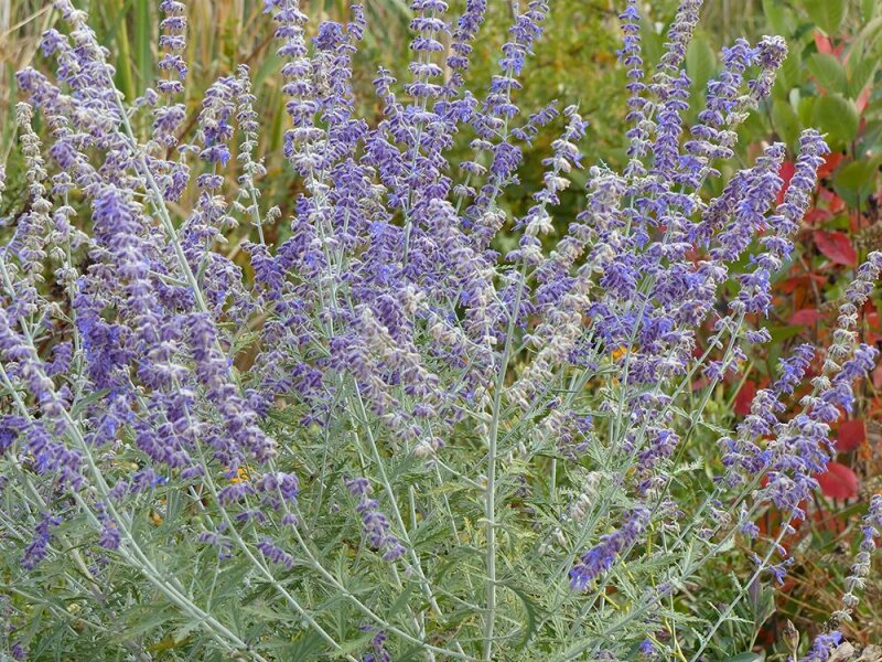 Perovskia atriplicifolia Little Spire ® P1