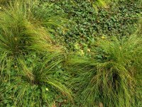 Carex morrowii var. temnolepis