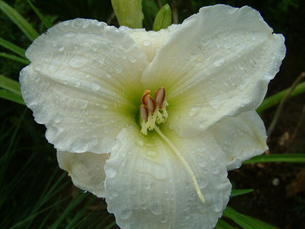 Hemerocallis Hybr. Gentle Shepherd