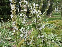 Campanula pyramidalis var. alba