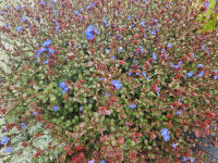 Ceratostigma griffithii