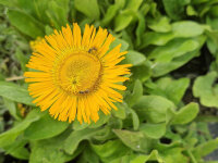 Inula orientalis f. grandiflora