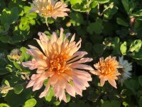 Chrysanthemum Apricot